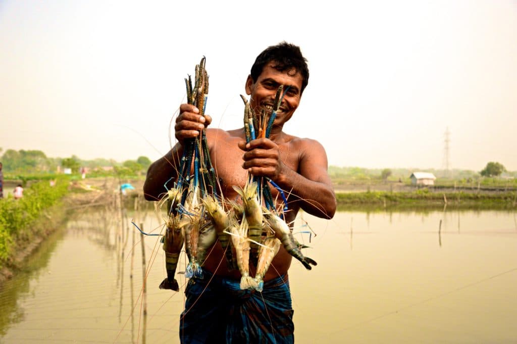 Premium seafood assortment