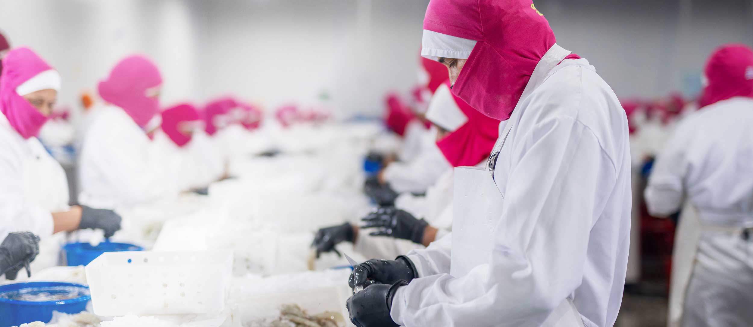 Premium seafood assortment